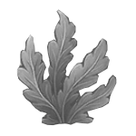 Rosa Algen